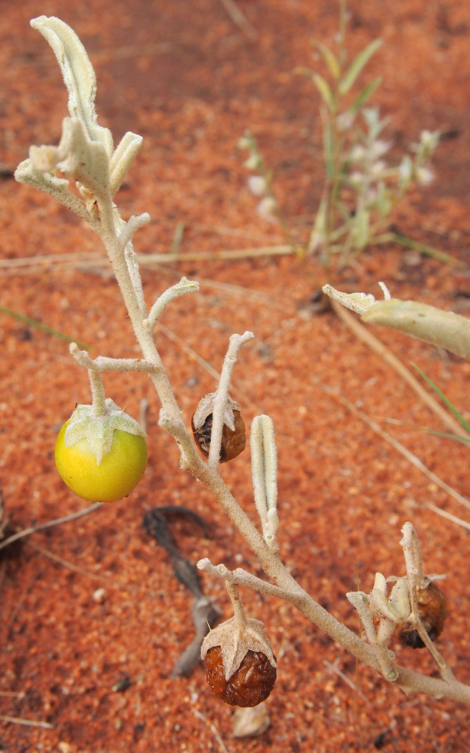 Bush Tomatoes in Art and Culture (image credits: wikimedia)