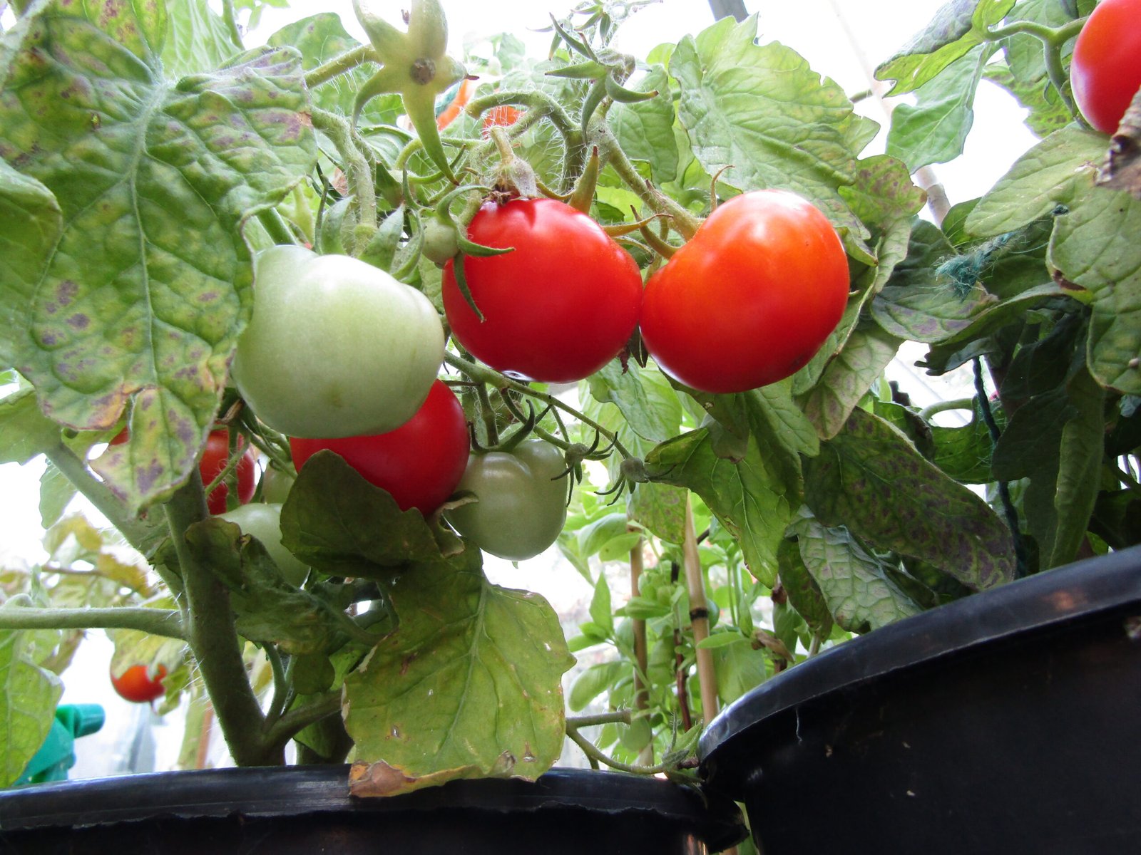 Australia’s Bush Tomatoes Look Delicious — And Some Will Absolutely Try to Kill You