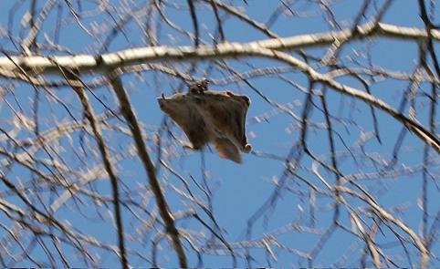 Meet the Patagium: Nature’s Super Cape (image credits: wikimedia)