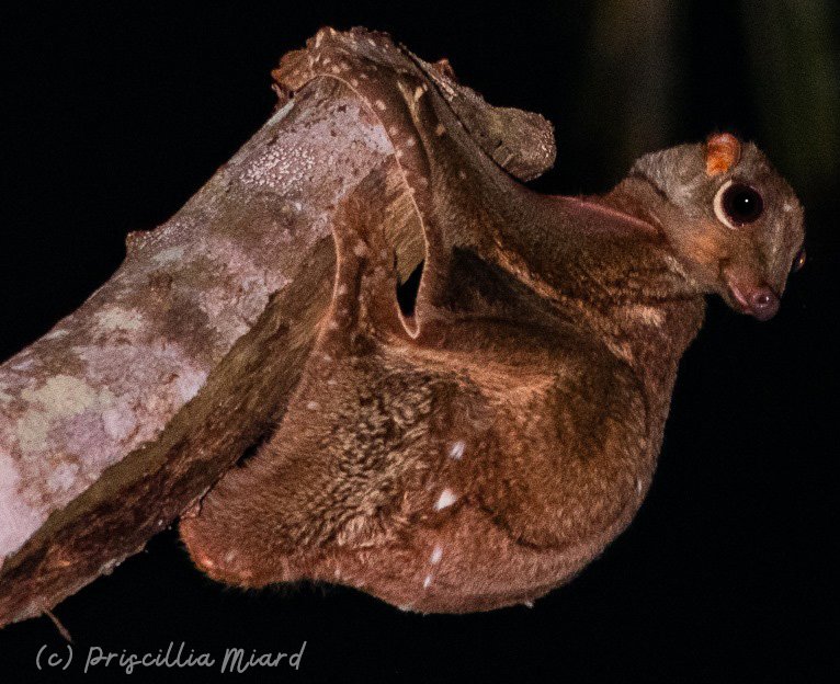 Sneaky Nocturnal Habits (image credits: wikimedia)