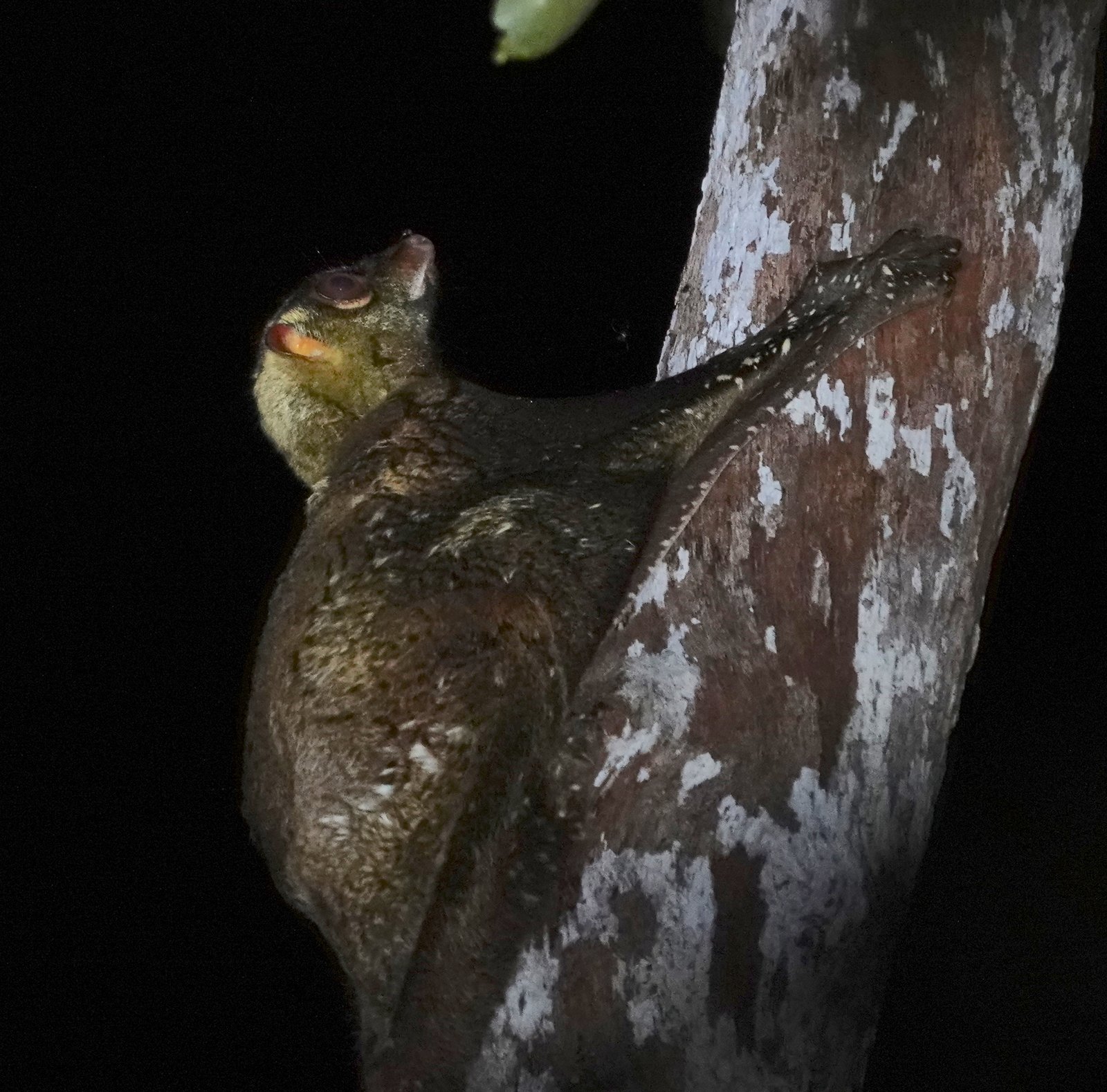 The Colugo’s Place in the Animal Family Tree (image credits: wikimedia)