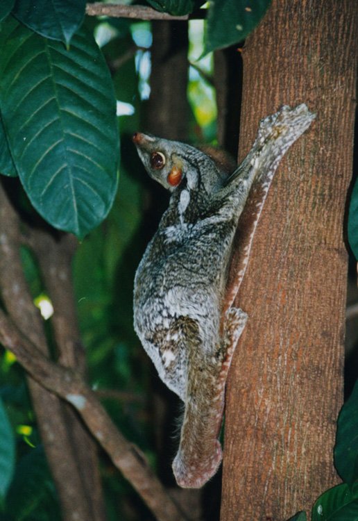 Colugos and Local Culture (image credits: wikimedia)