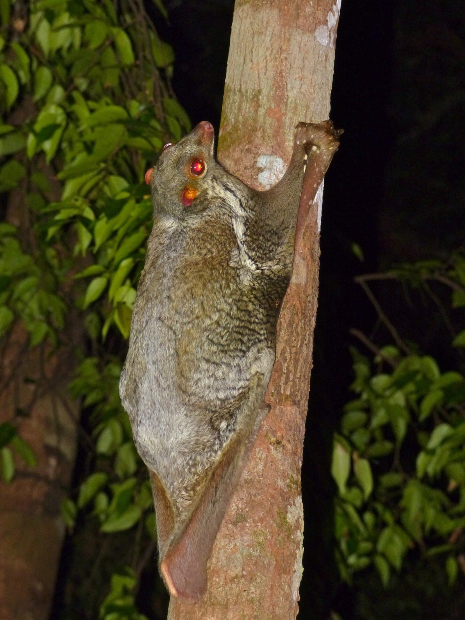 Personal Encounter: A Glimpse in the Wild (image credits: wikimedia)