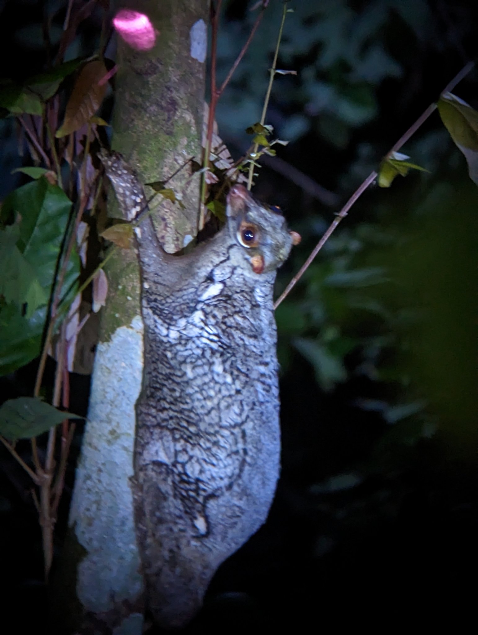 How to Spot a Colugo: Tips for Adventurers (image credits: wikimedia)