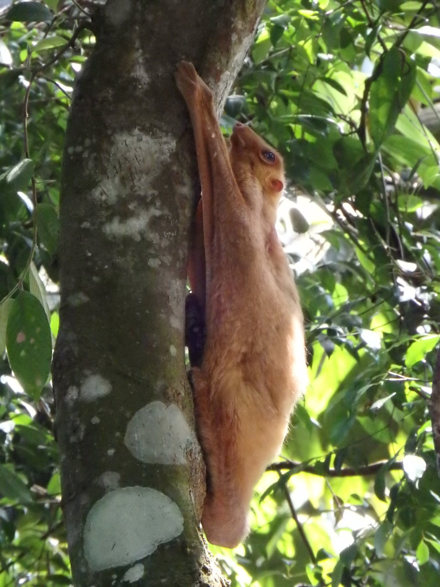 The Quiet Importance of Colugos in the Forest (image credits: wikimedia)