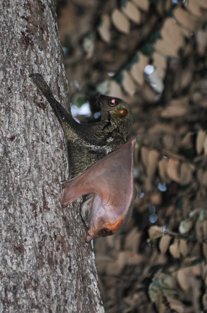 Malaysia’s Flying Lemur Isn’t a Lemur and Doesn’t Really Fly — Let's Discuss
