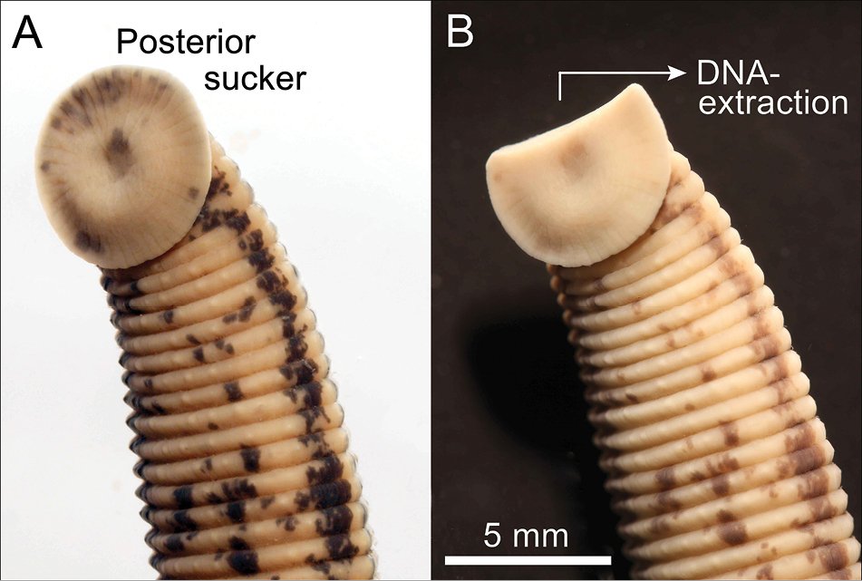 Anatomy of an Elegant Predator (image credits: wikimedia)