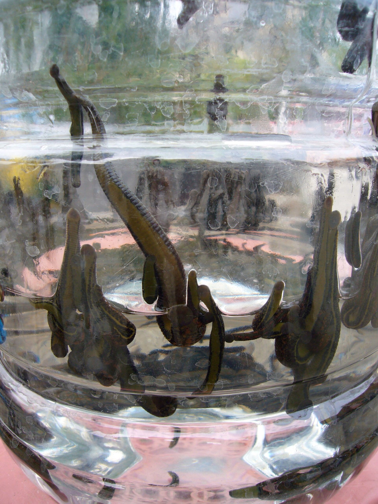 Bloodletting’s Unlikely Hero (image credits: wikimedia)