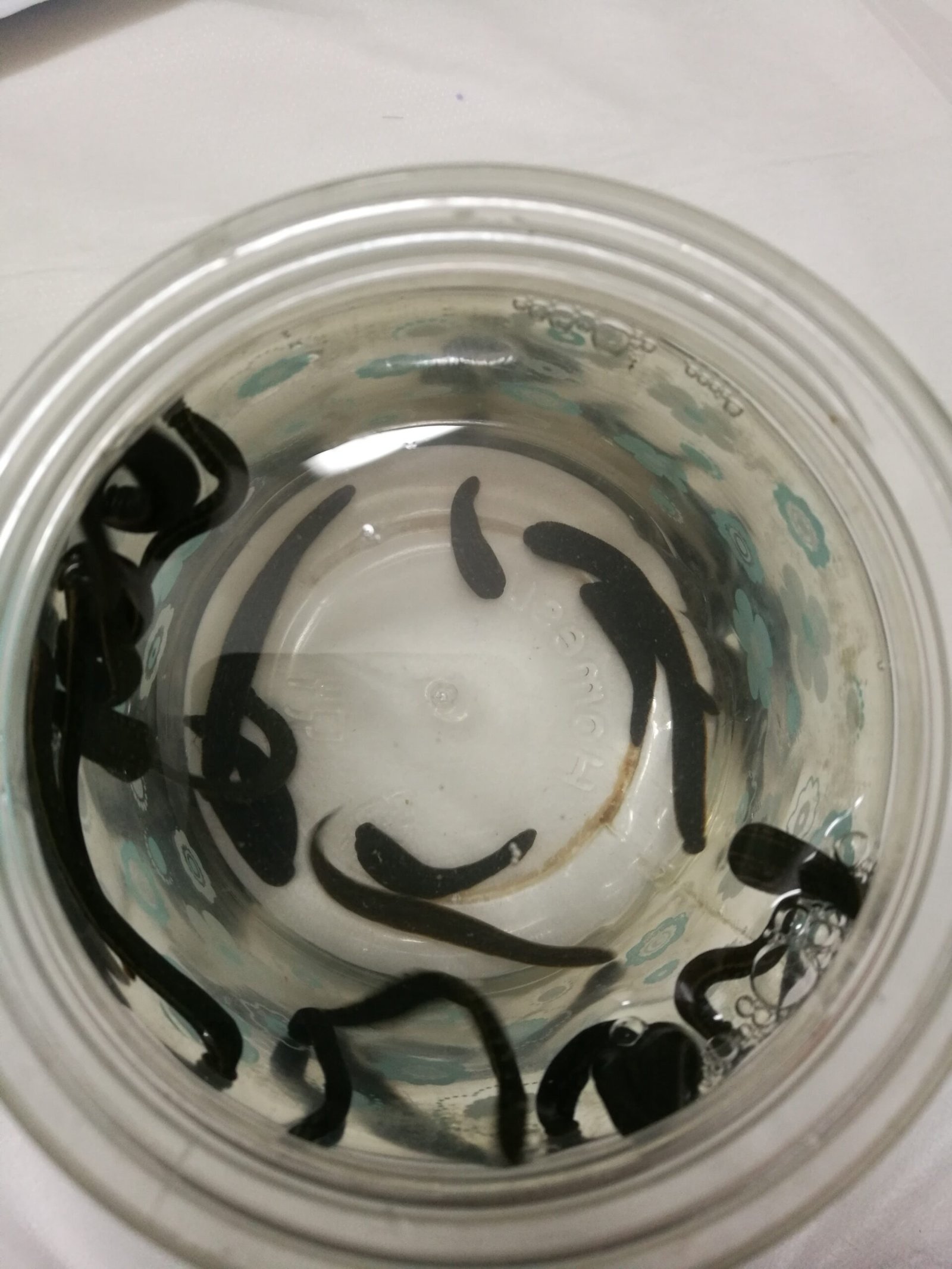 From Swamp to Science Lab (image credits: wikimedia)