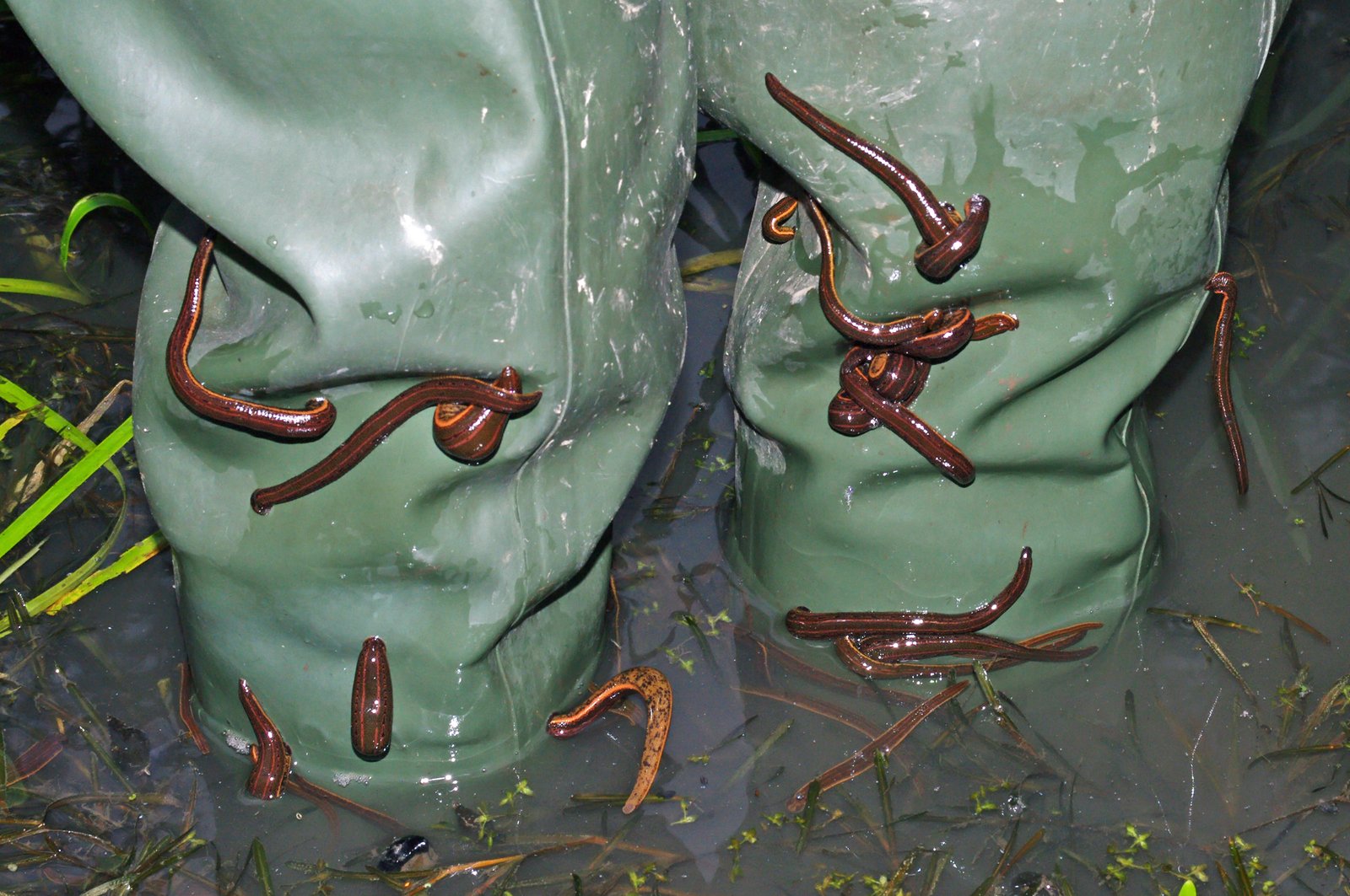 Surviving the Elements (image credits: wikimedia)