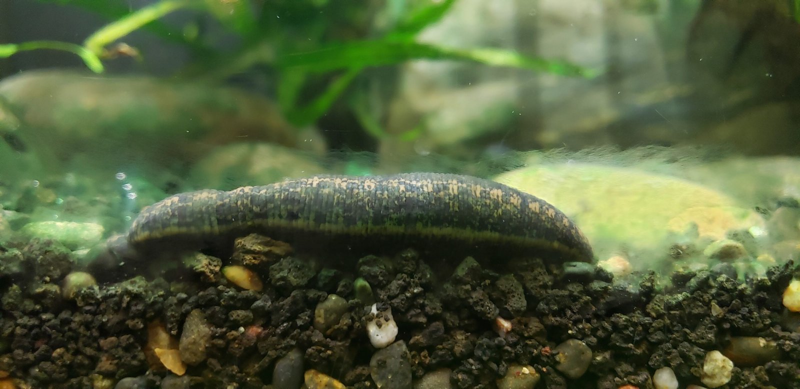 Leech Myths and Misunderstandings (image credits: wikimedia)