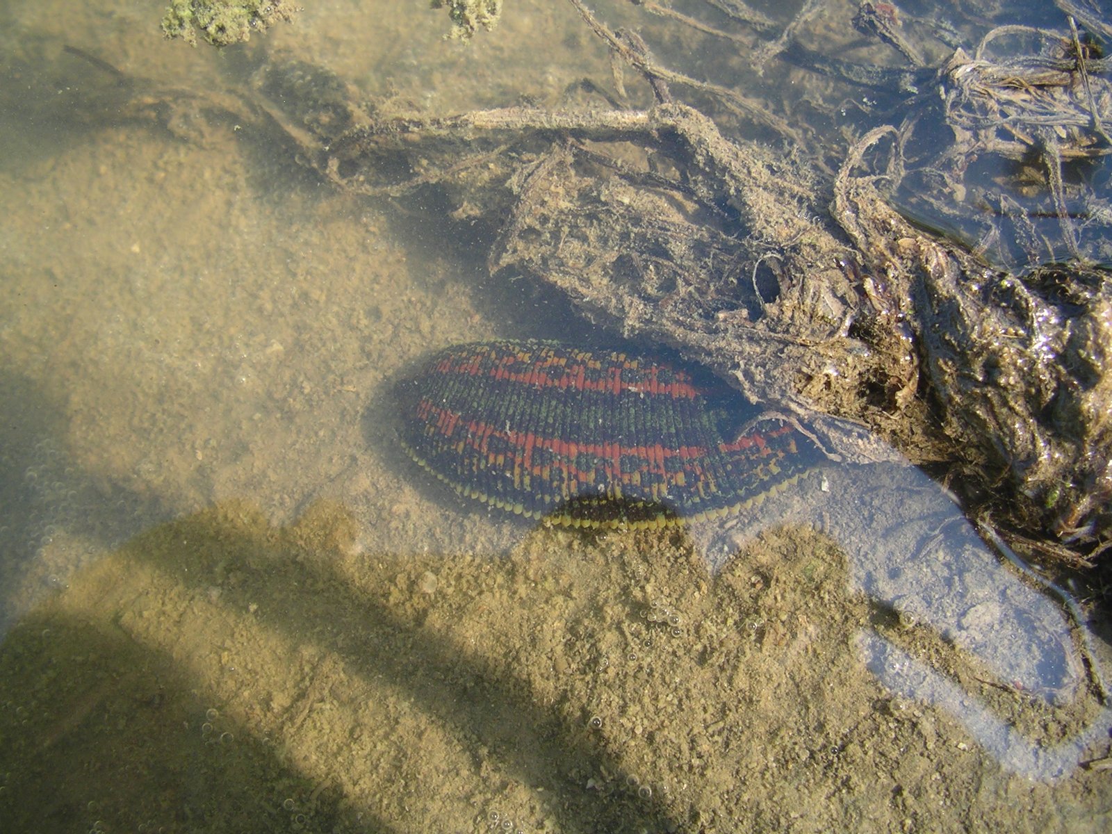 The Role in the Ecosystem (image credits: wikimedia)