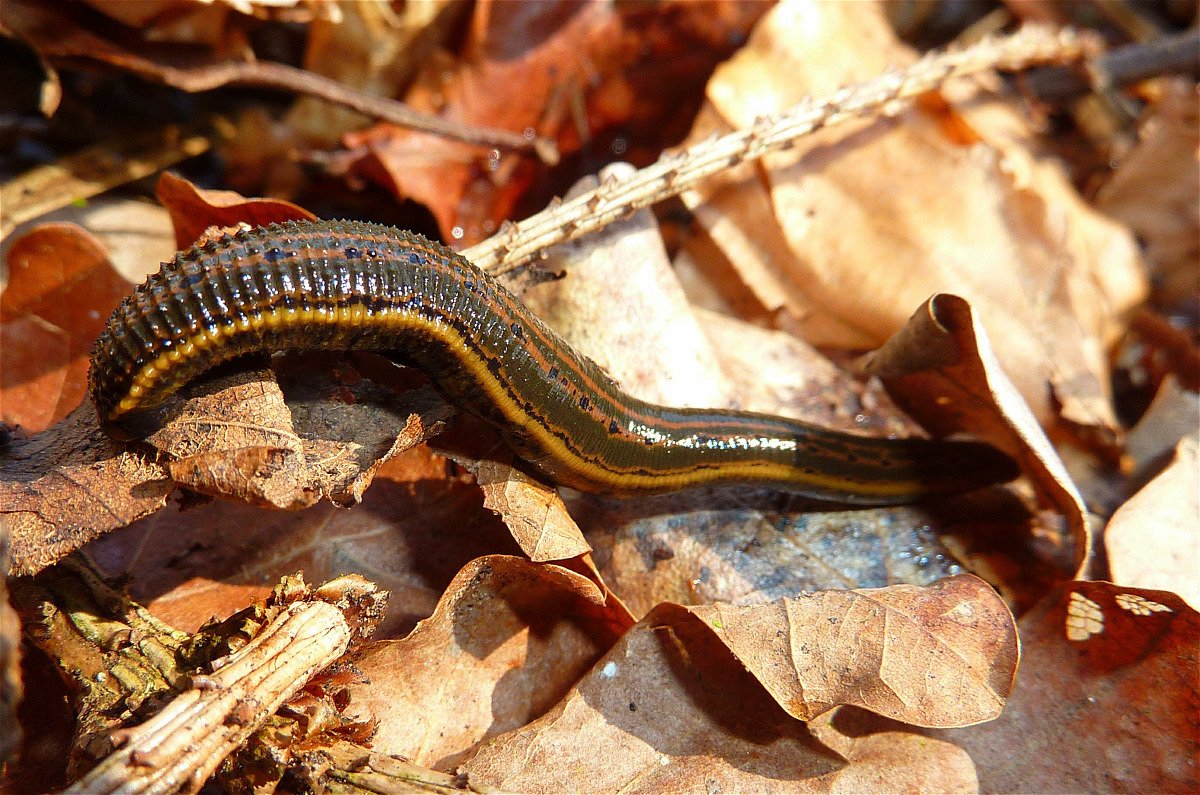 Human Encounters: Fear and Fascination (image credits: wikimedia)