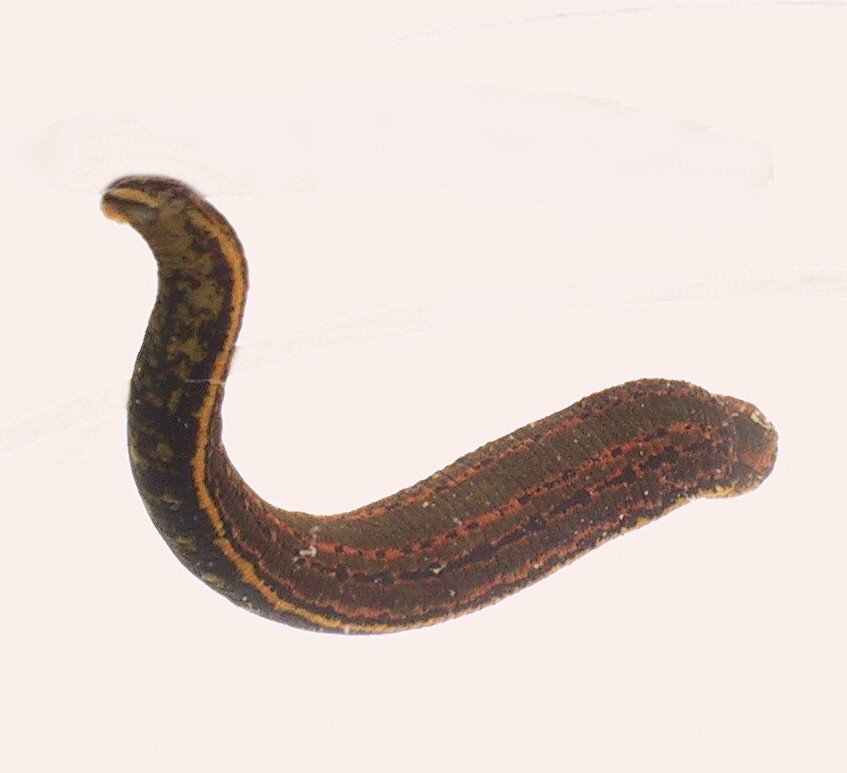 Leeches in Culture and History (image credits: wikimedia)