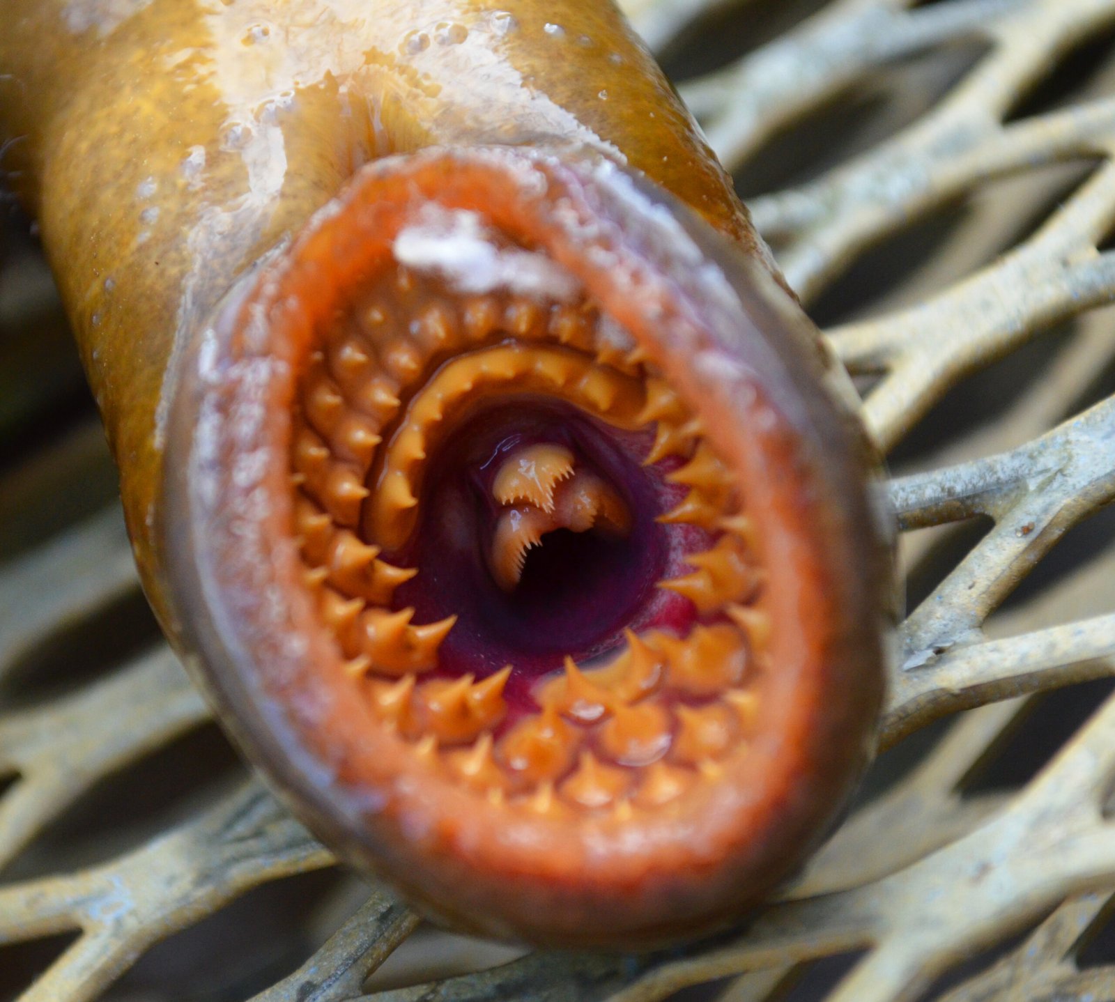 What Makes Three Jaws So Special? (image credits: wikimedia)