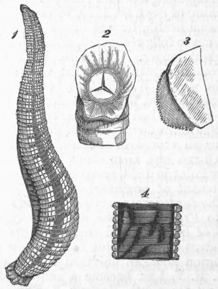 Lessons from a Bloodsucker (image credits: wikimedia)