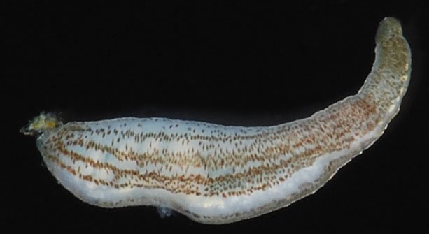 Looking to the Future (image credits: wikimedia)