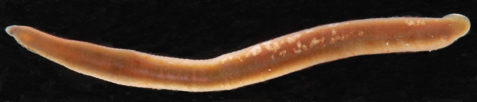 The Enduring Allure of the Three-Jawed Leech (image credits: wikimedia)