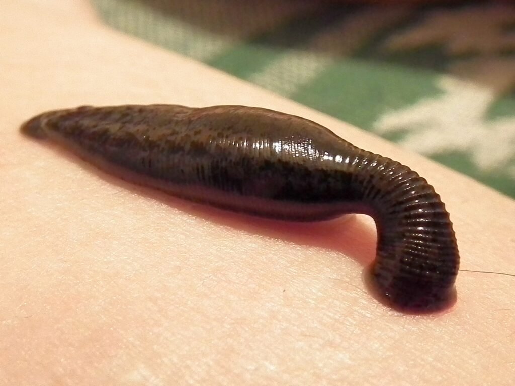 The Leech With Three Jaws That Drinks Blood With Surgical Precision