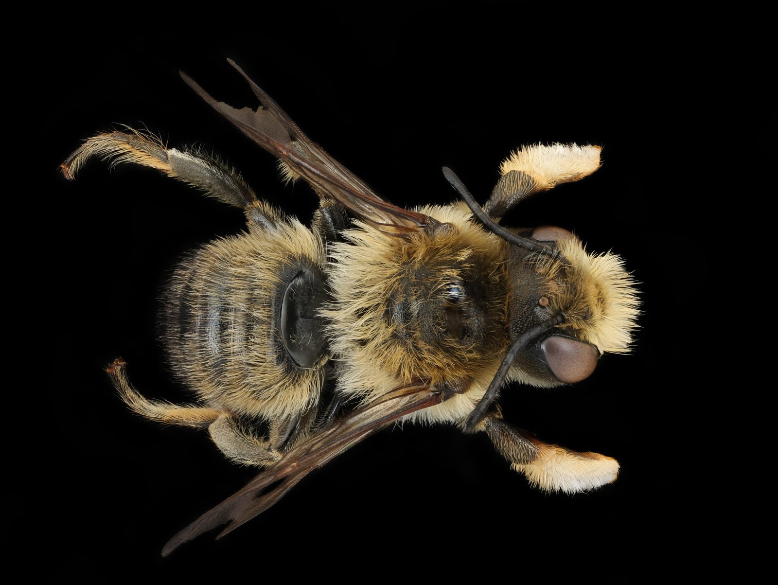 Uncovering Hidden Biodiversity (image credits: wikimedia)