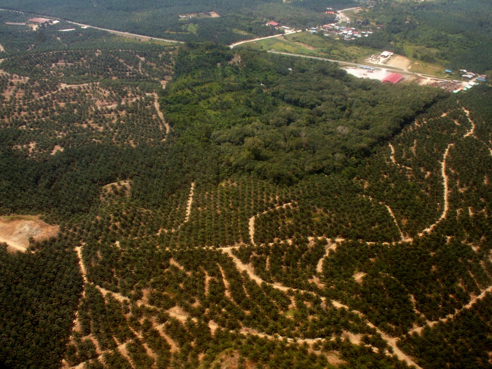 Monitoring Forest Health and Deforestation (image credits: wikimedia)
