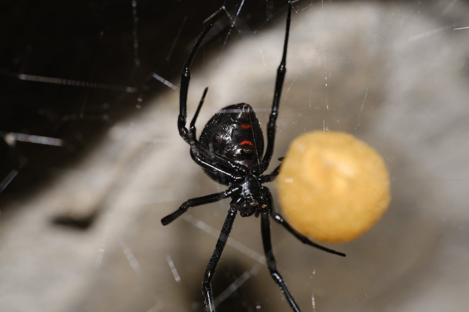The Notorious Black Widow: A Deadly Reputation (image credits: wikimedia)