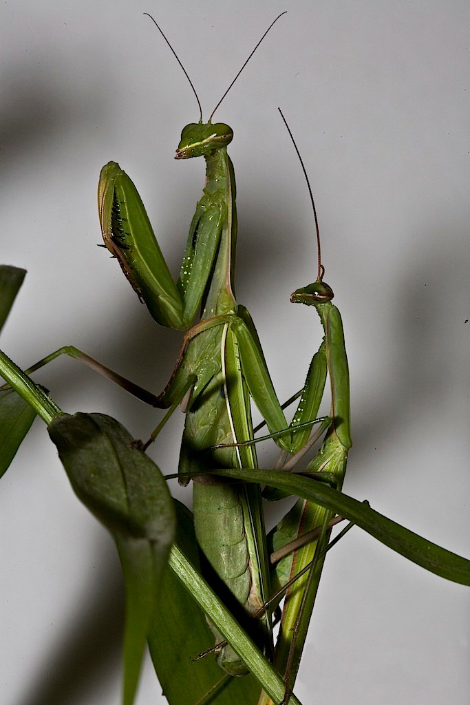Praying Mantises: Masters of the Ambush (image credits: wikimedia)