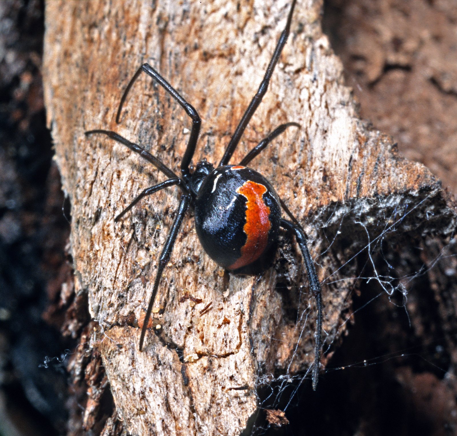 Australian Redback Spiders: Willing Victims (image credits: wikimedia)