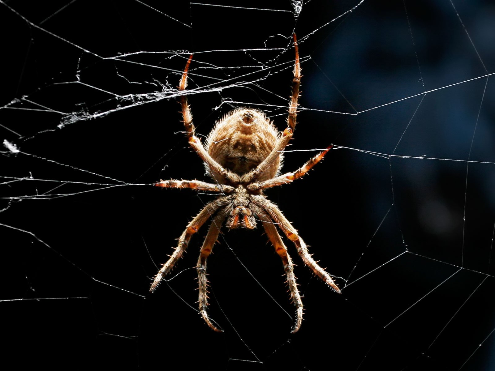 Orb-Weaving Spiders: Love on a Web of Danger (image credits: wikimedia)