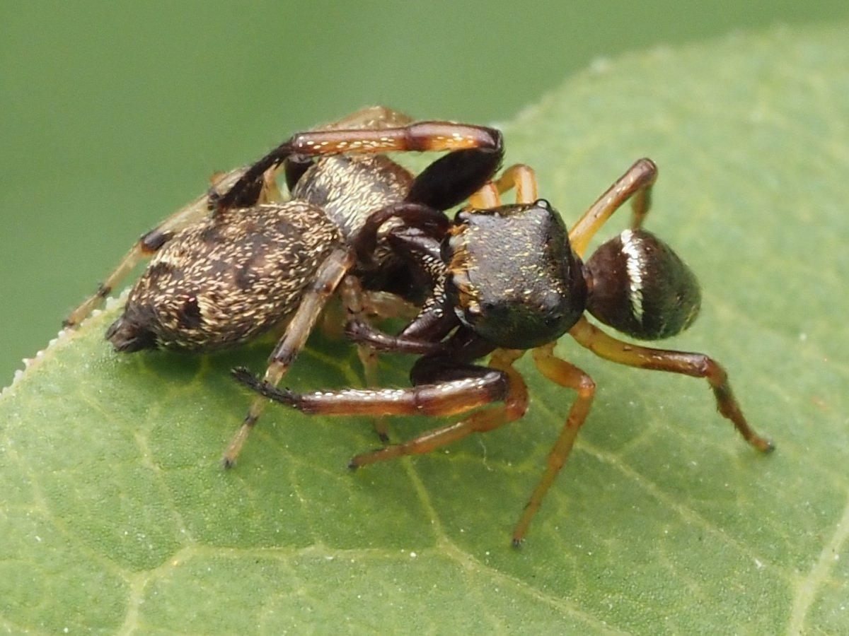 Jumping Spiders: The Nuptial Dance (image credits: wikimedia)