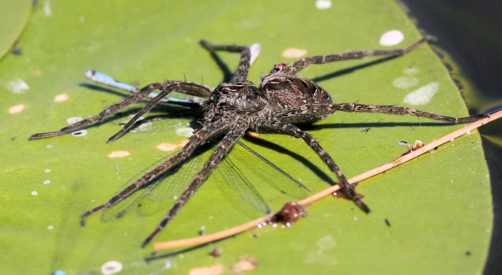 Fishing Spiders: Risk and Reward (image credits: wikimedia)