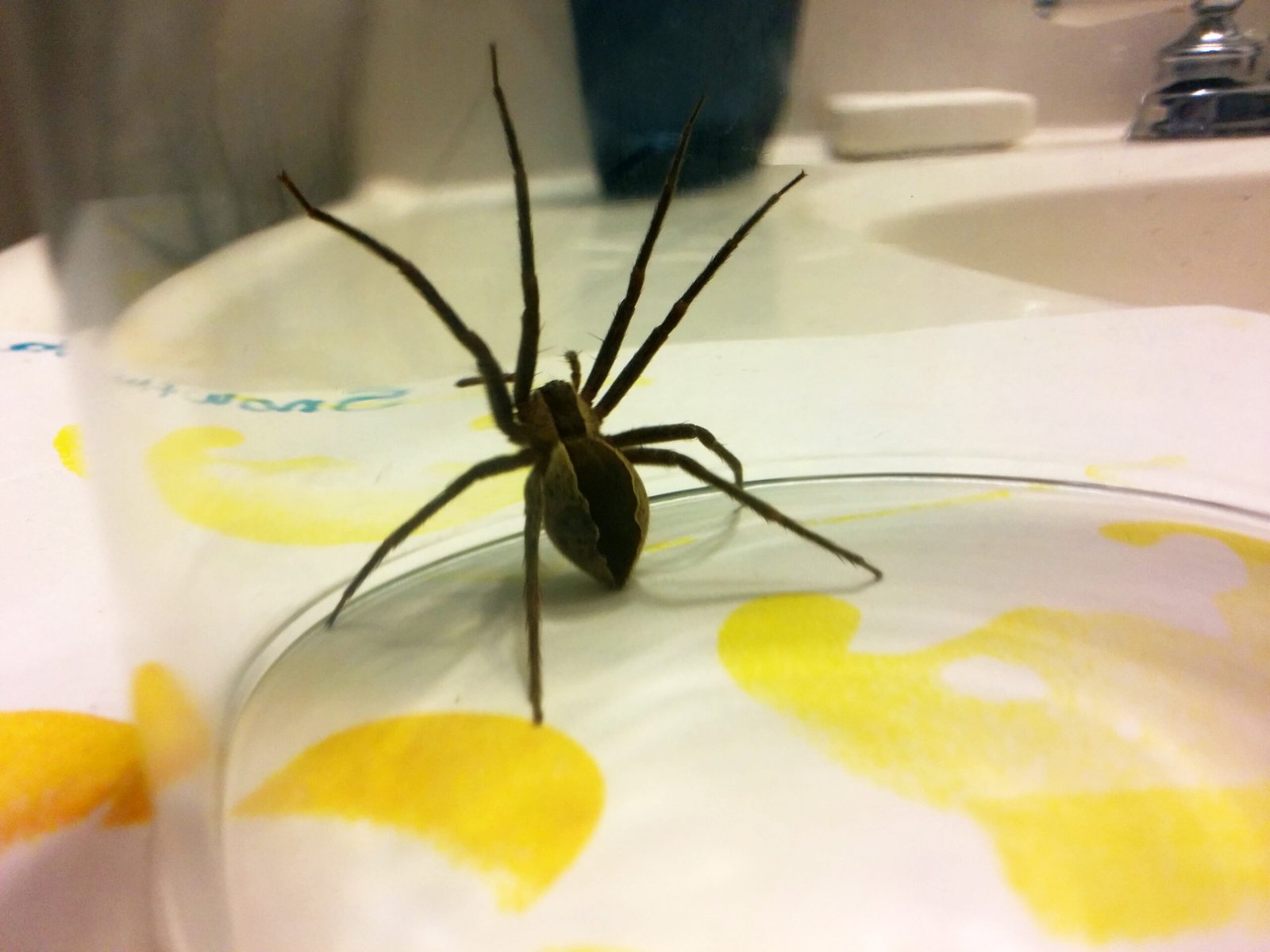 Nursery Web Spiders: The Power of Gifts (image credits: wikimedia)