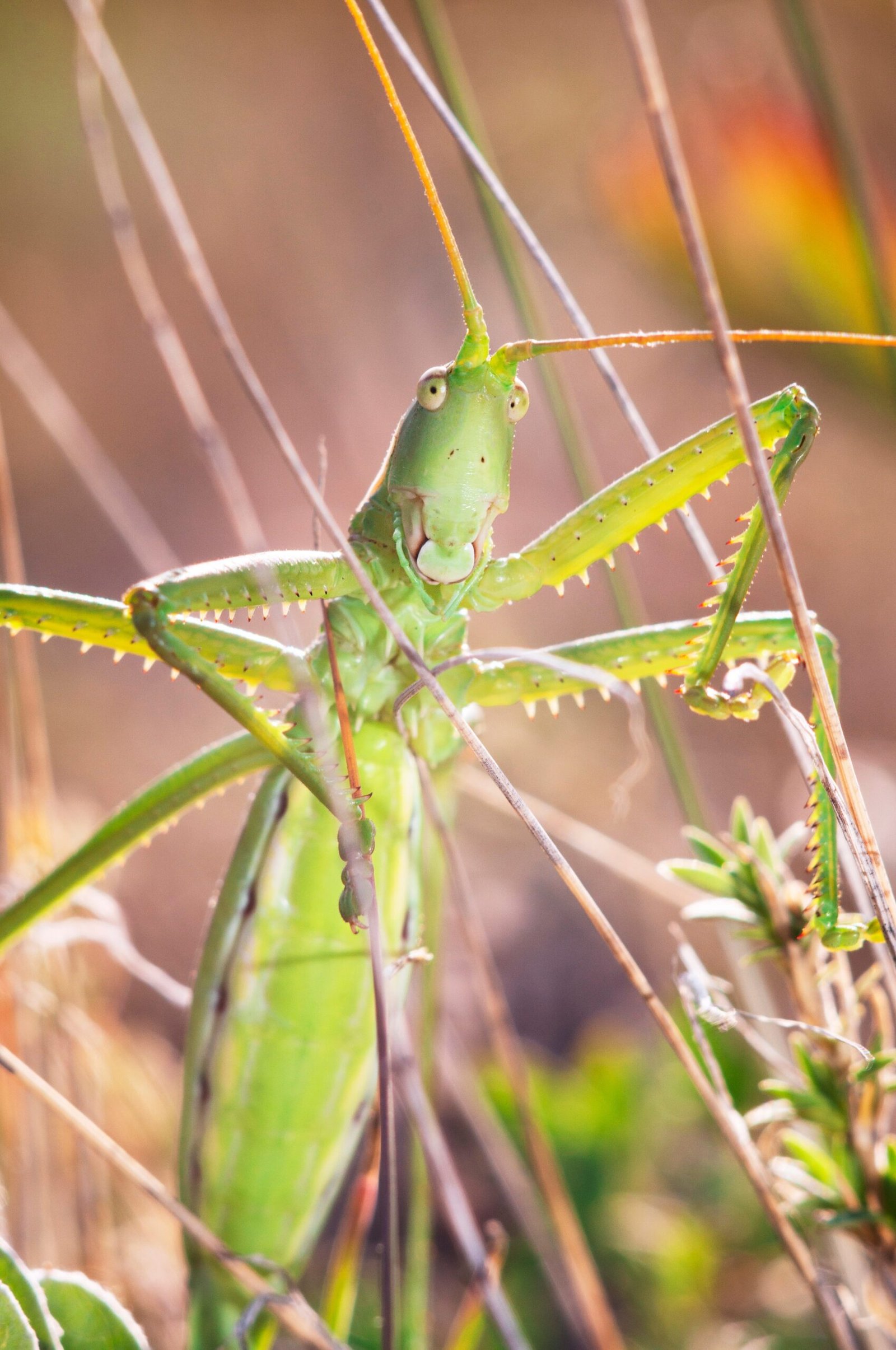 Grasshoppers: Occasional Cannibals (image credits: wikimedia)