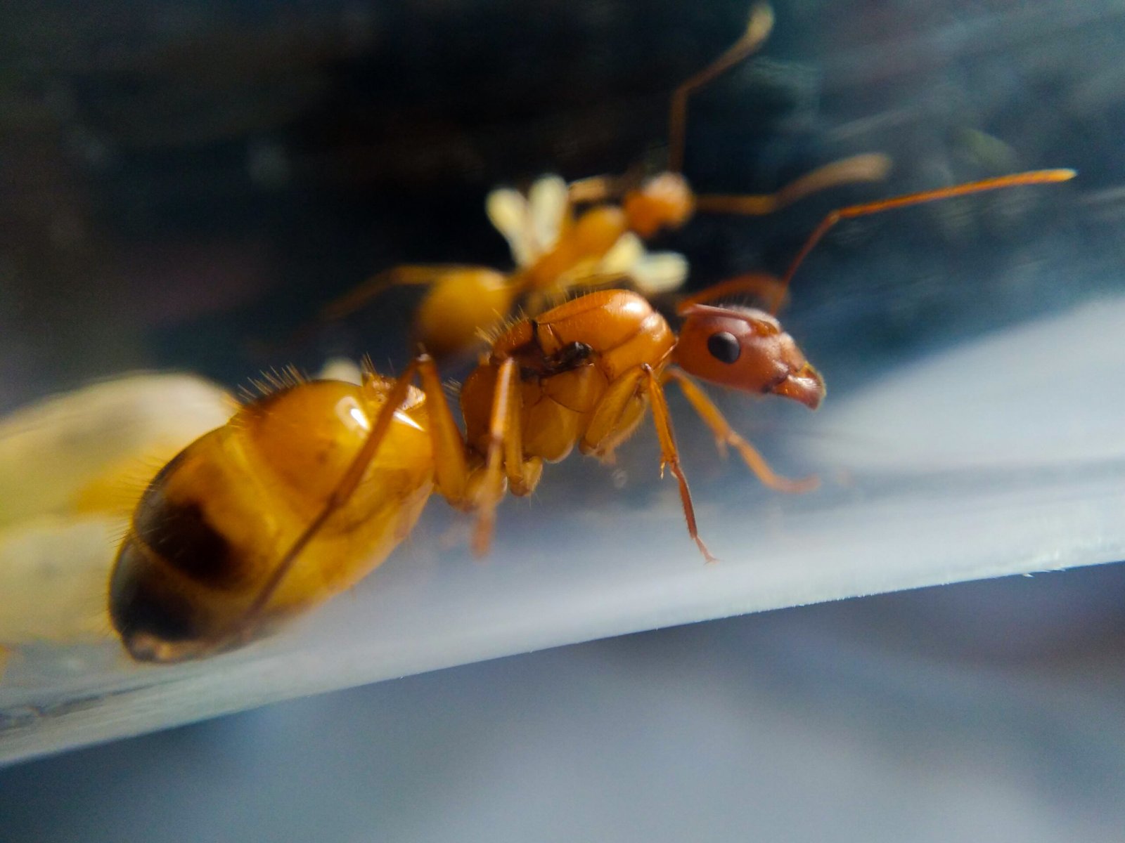 Ants: Queens and Sacrifice (image credits: wikimedia)