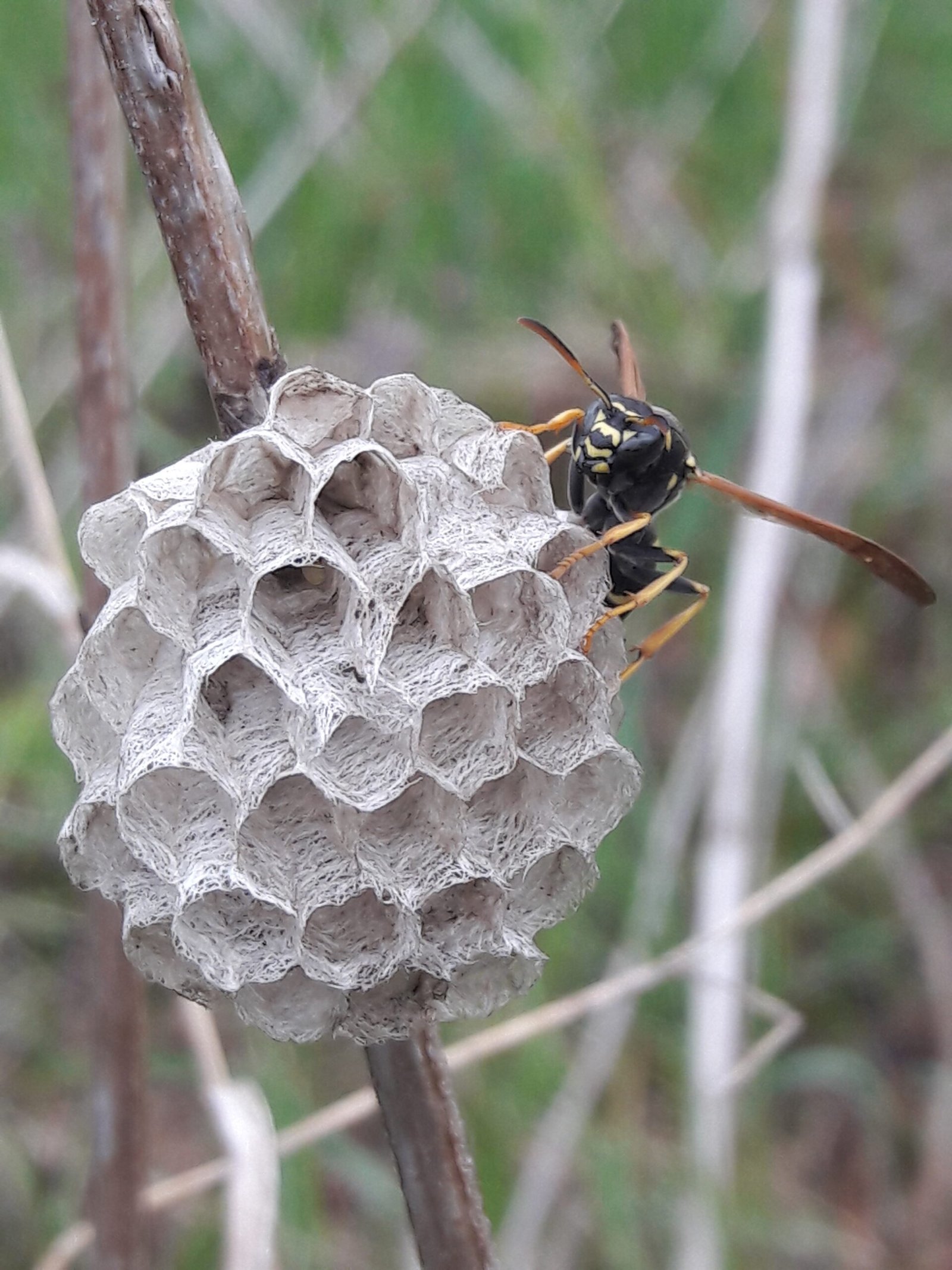 Honeybees: Love That Tears Apart (image credits: wikimedia)
