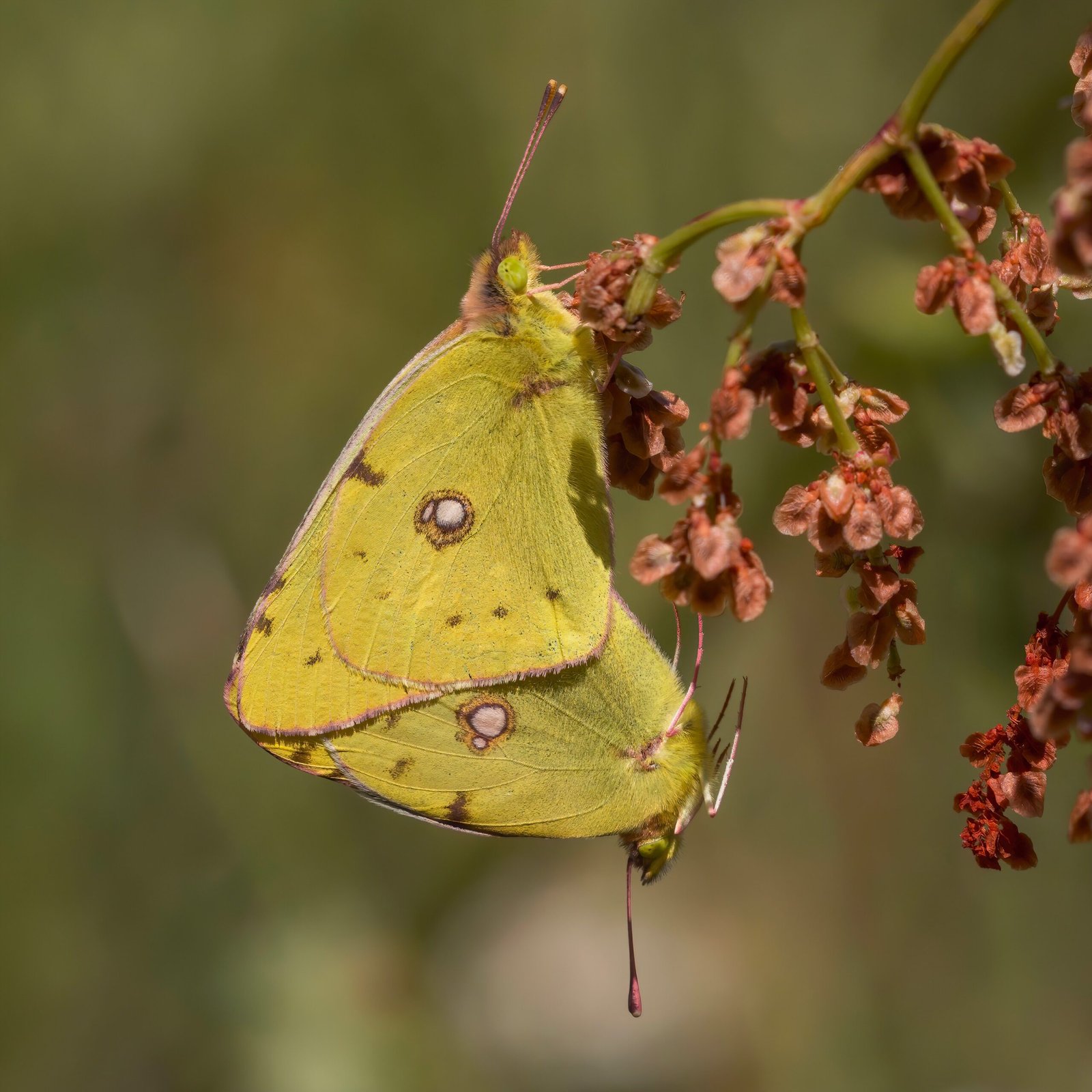 Lessons from the Insect World (image credits: wikimedia)