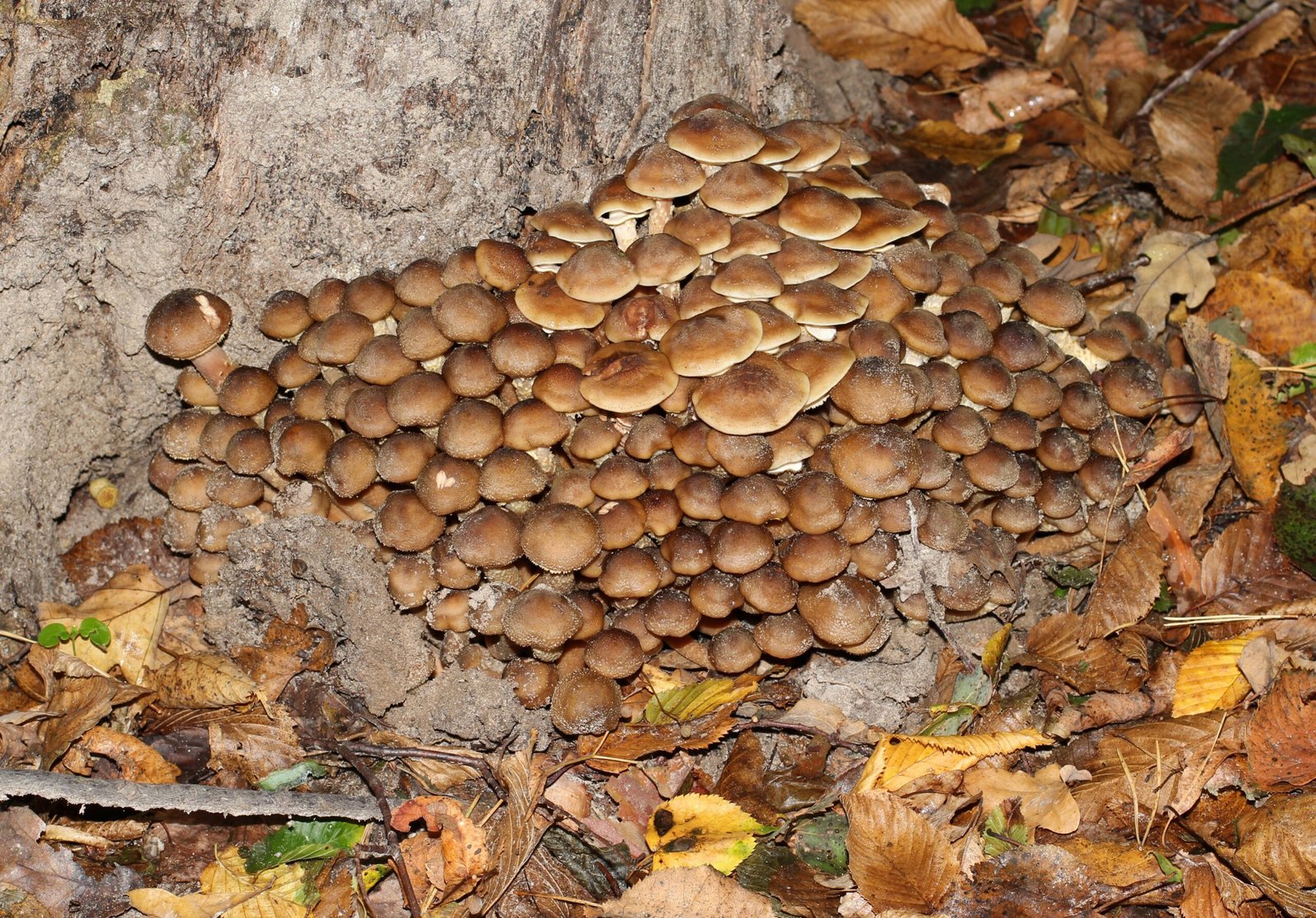 The Largest Living Organism on Earth (image credits: wikimedia)