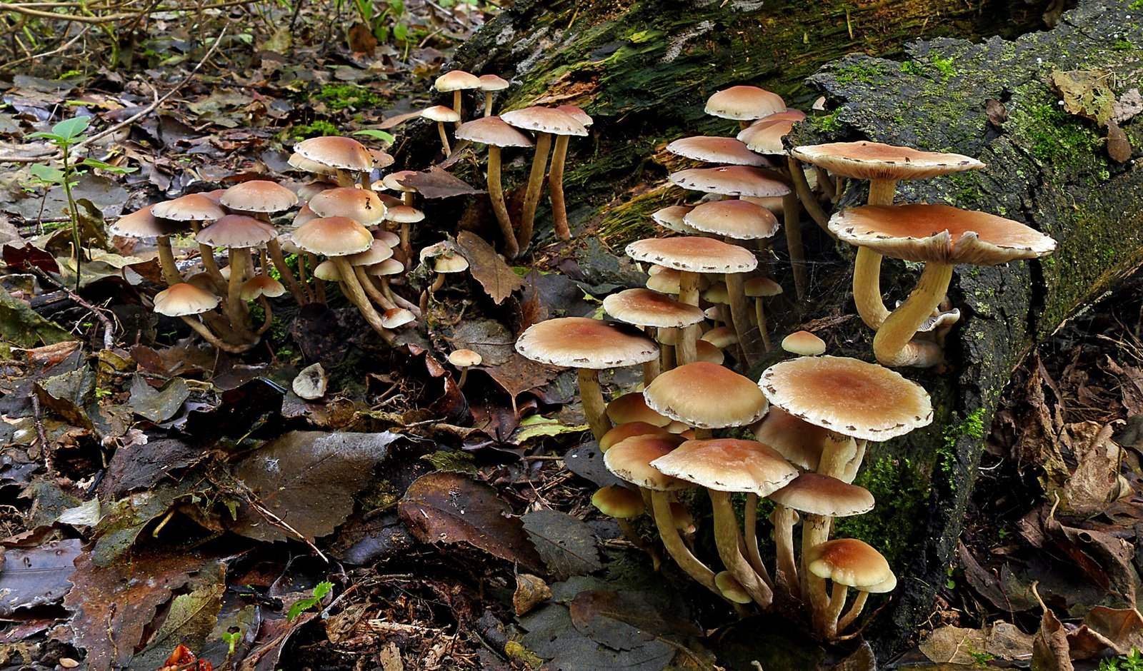 How the Fungus Invades and Spreads (image credits: wikimedia)