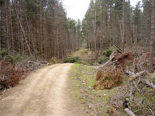 The Devastating Effects on Forest Ecosystems (image credits: wikimedia)