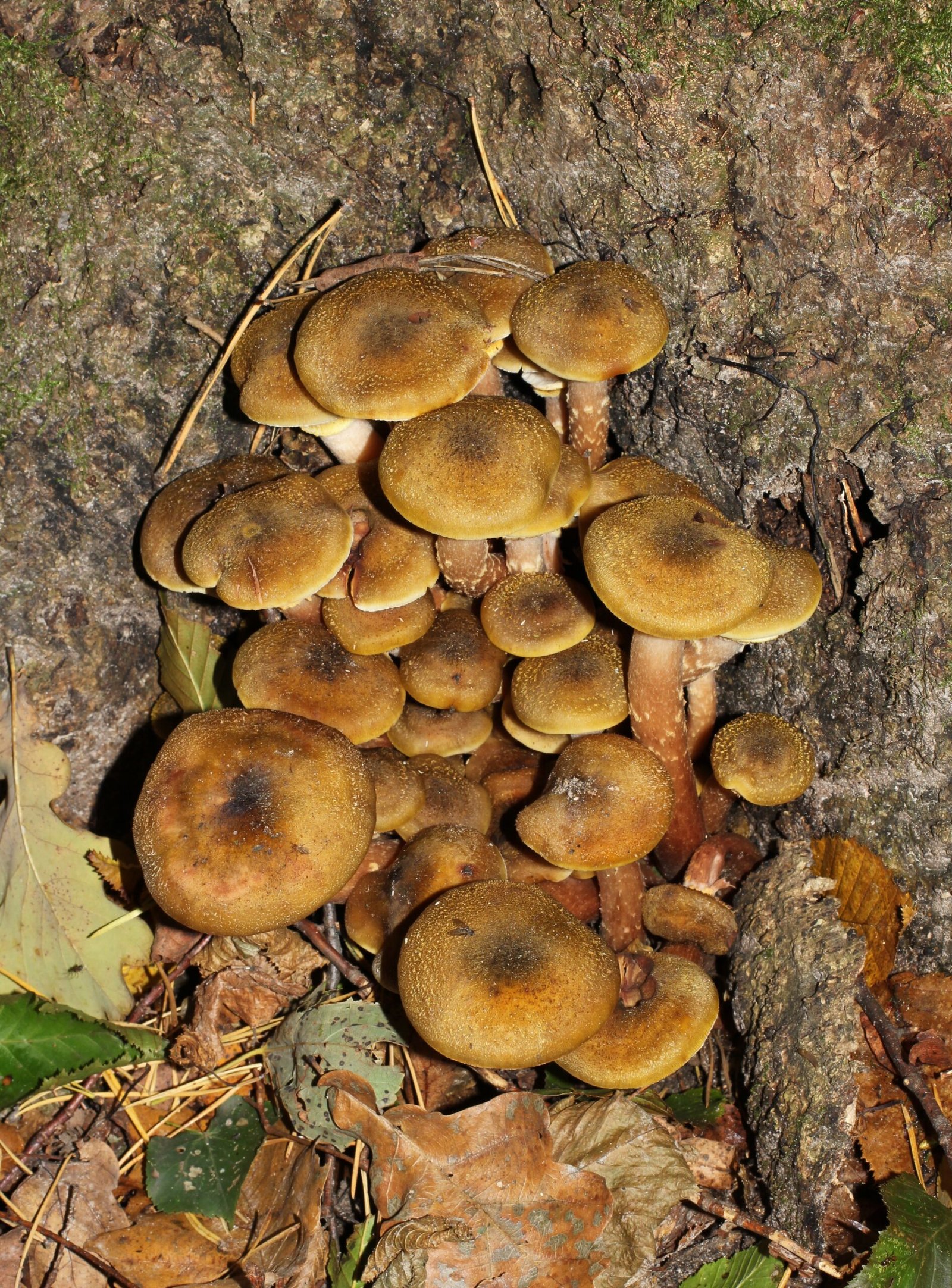 The Symptoms: How to Spot an Armillaria Outbreak (image credits: wikimedia)