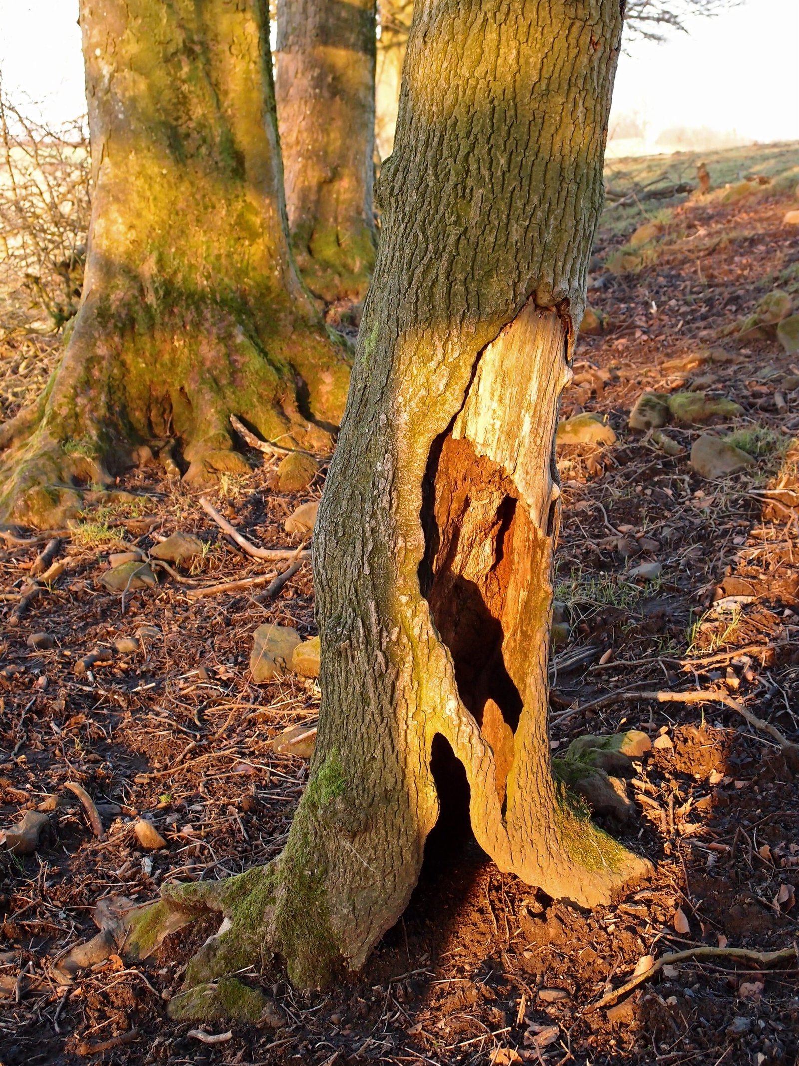 The Science Behind the Attack: Wood Decay and Root Rot (image credits: wikimedia)