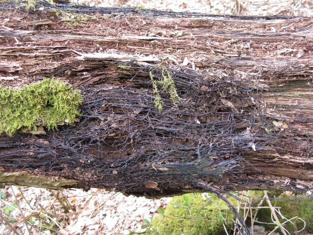 Armillaria’s Secret Weapon: Rhizomorphs (image credits: wikimedia)