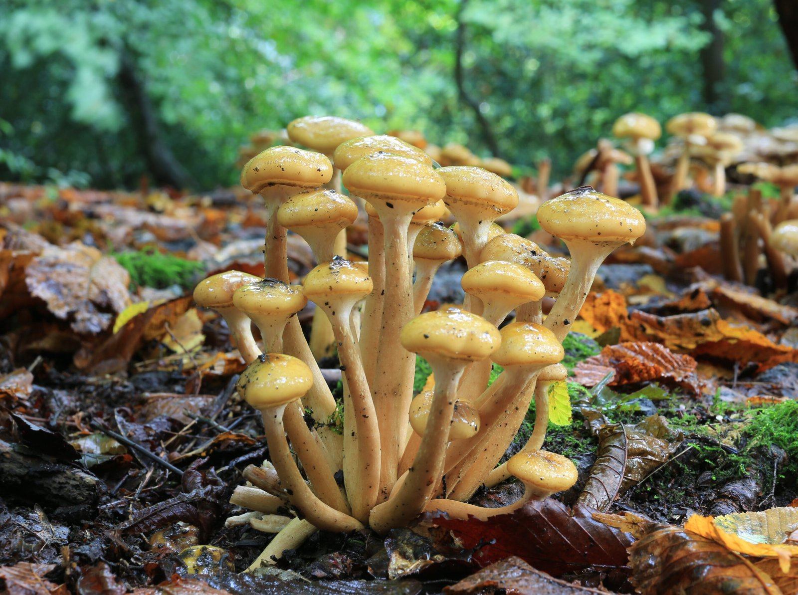 Armillaria in Agriculture and Urban Landscapes (image credits: wikimedia)