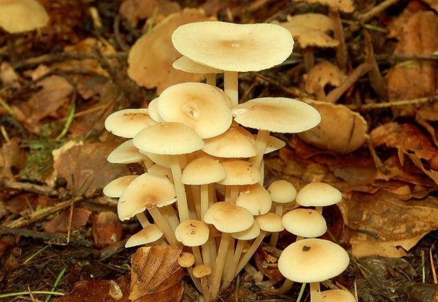 Armillaria’s Global Reach: Not Just One Species (image credits: wikimedia)