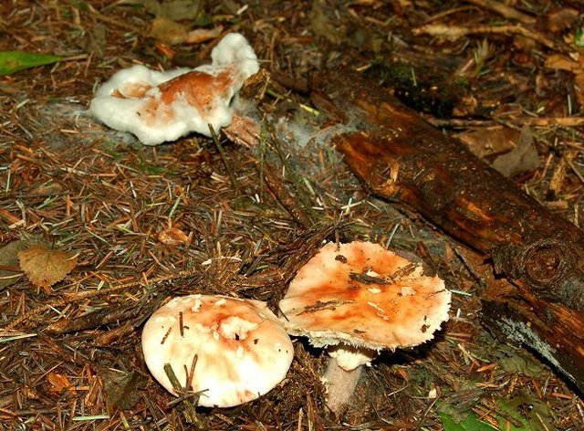 Fungi in Folklore: The Mysterious Reputation of Armillaria (image credits: wikimedia)