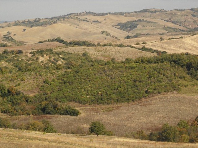 The Unexpected Silver Lining: New Growth After Destruction (image credits: wikimedia)
