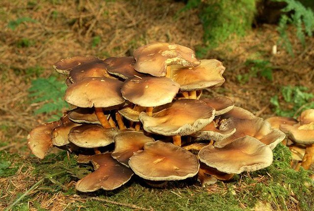 The Fungus That Wipes Out Entire Forests From Below the Soil