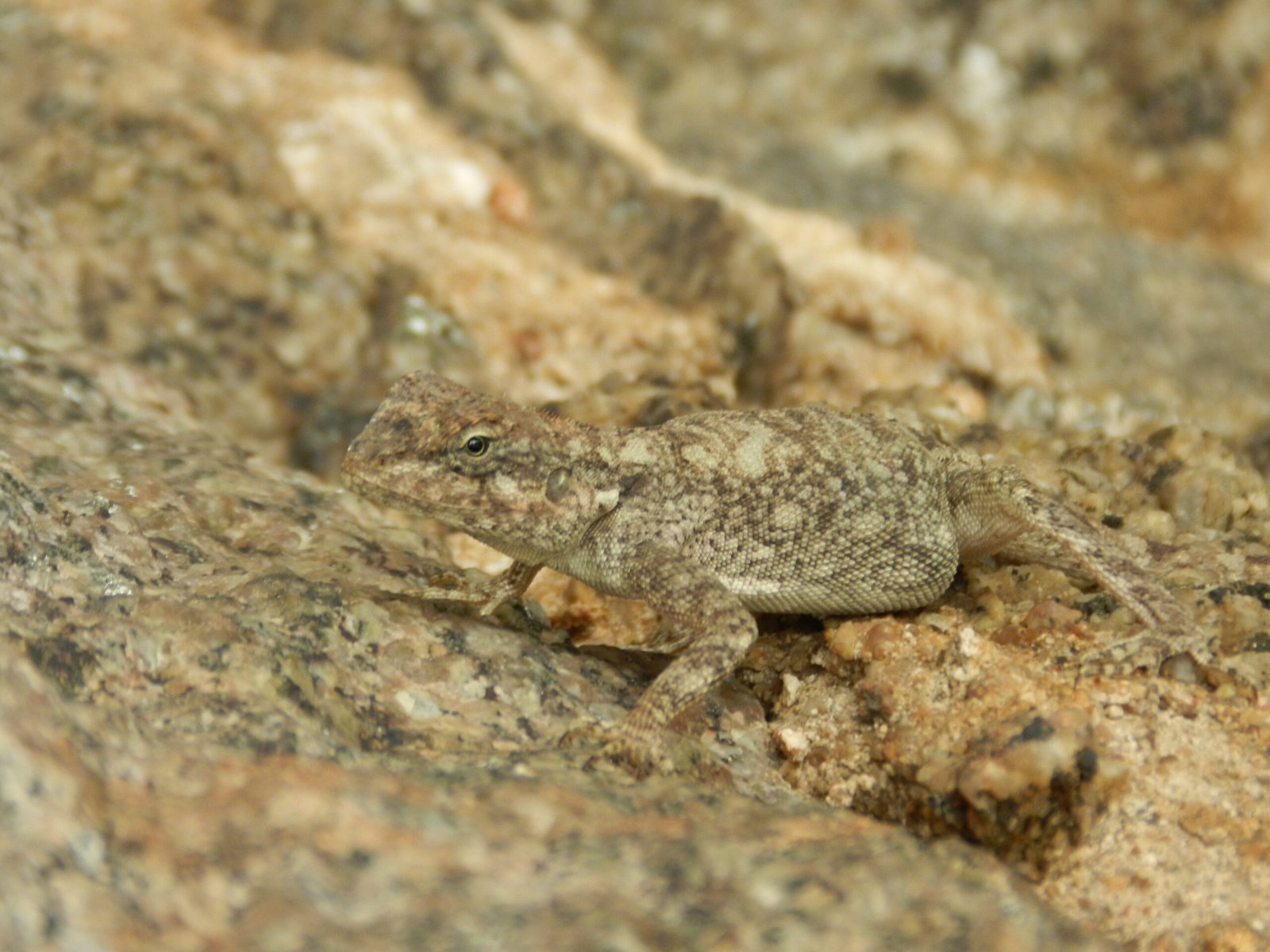 Camouflage: The Language of Disappearance (image credits: wikimedia)