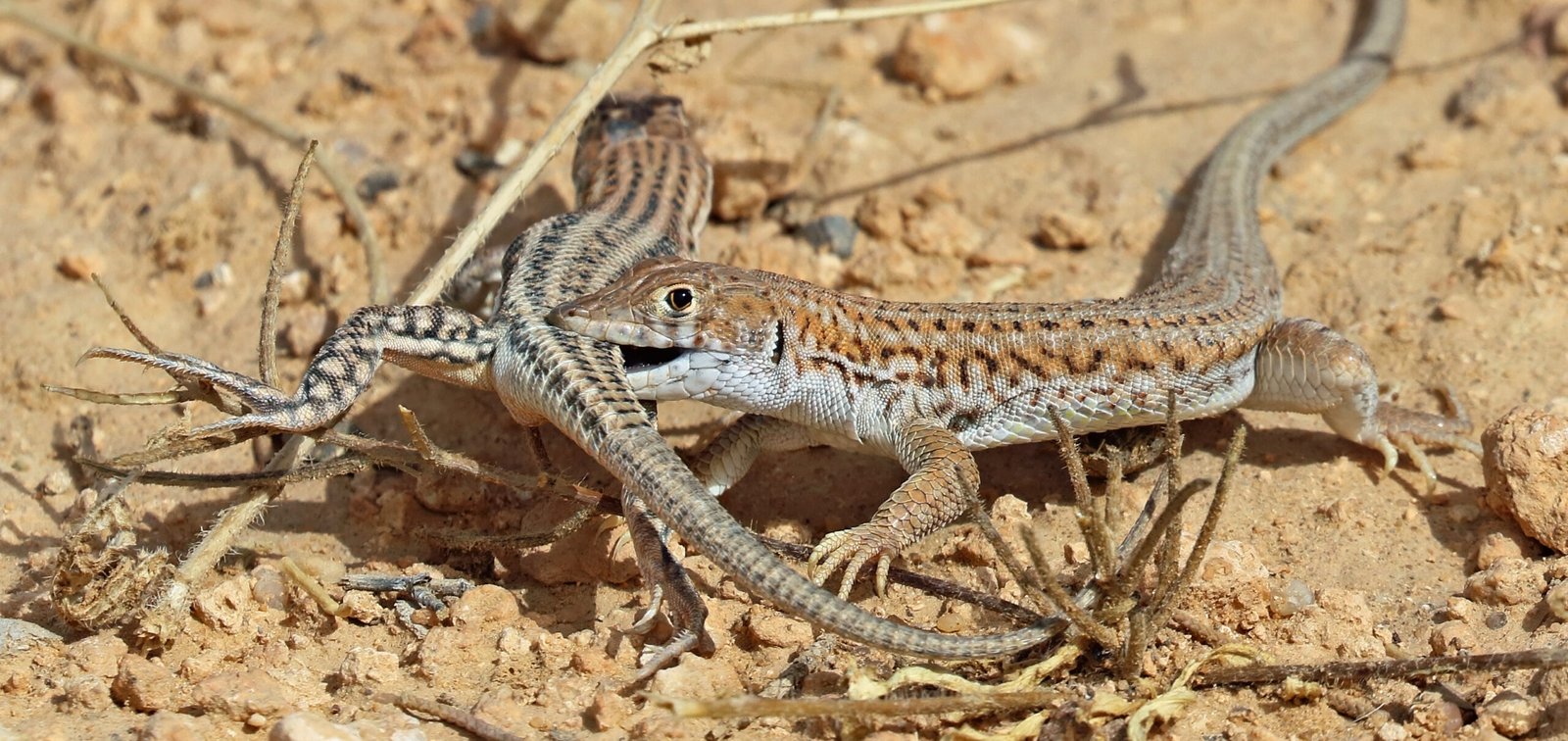 Mating Dances: Courtship Without Words (image credits: wikimedia)