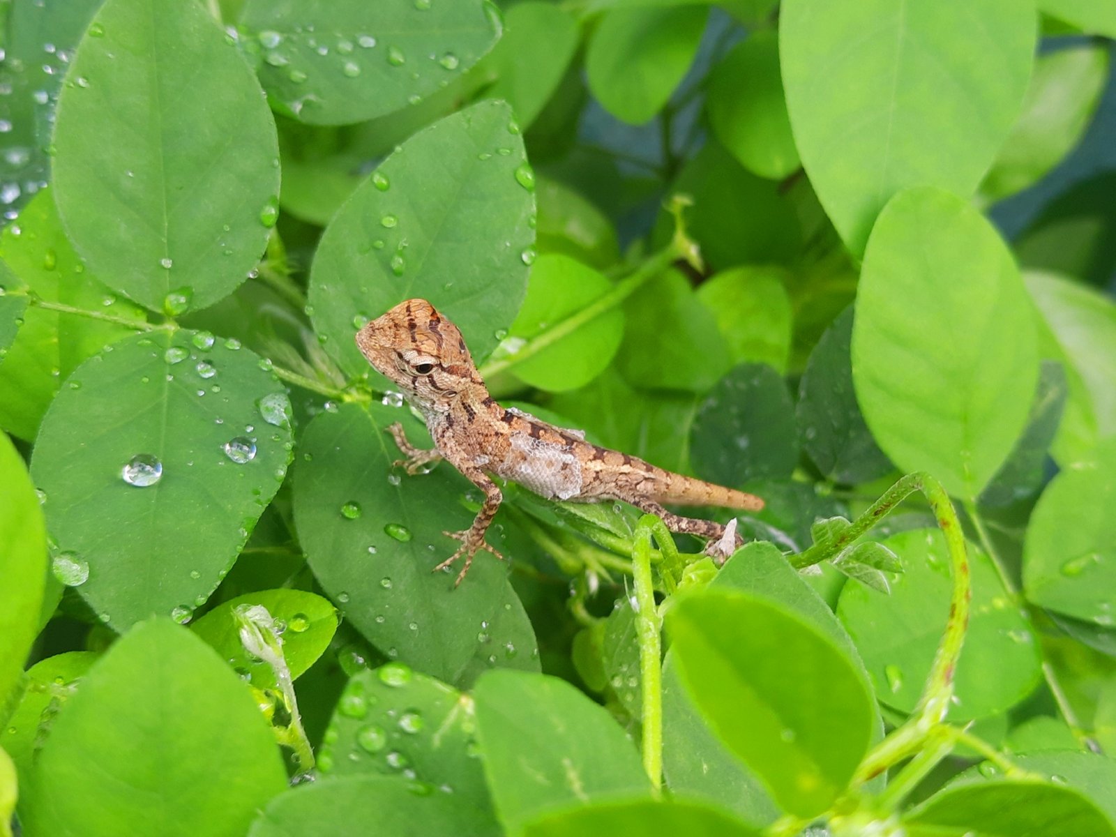 Sibling Rivalry: Hatchlings Communicate Too (image credits: wikimedia)